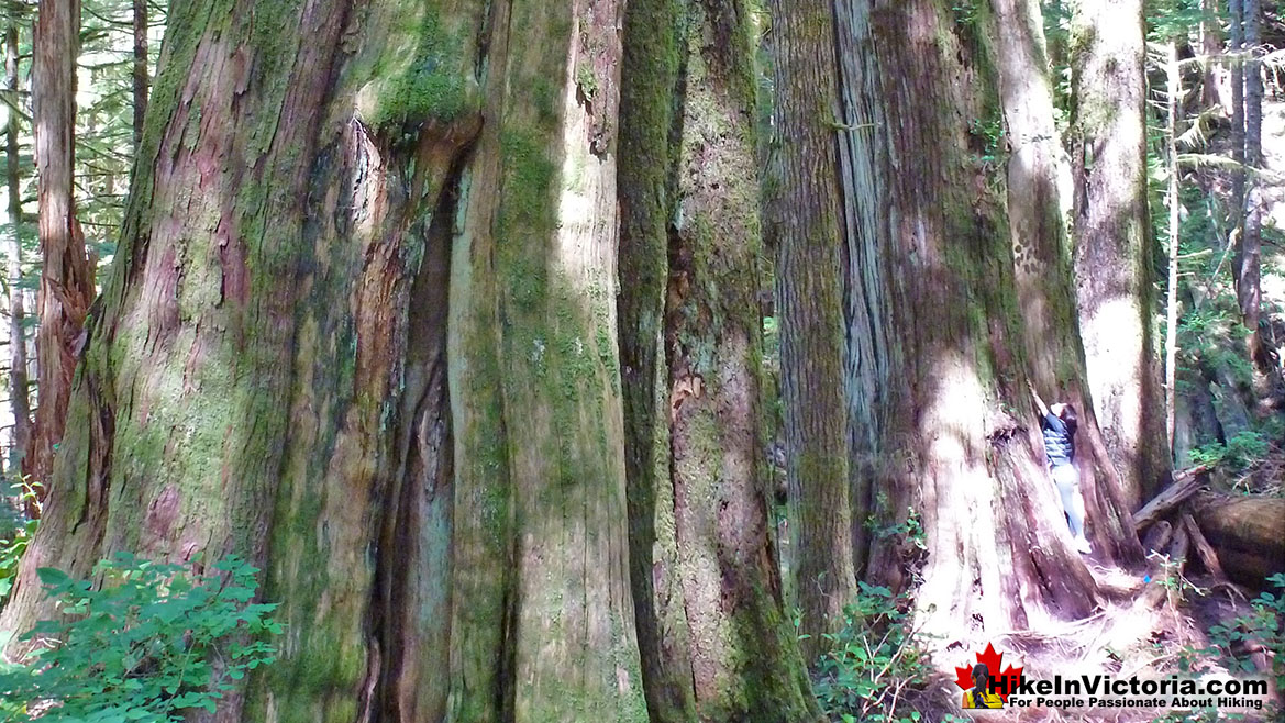 Avatar Grove Giant Cedars