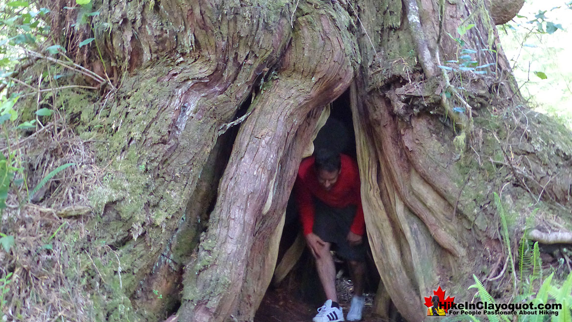 The Big Tree Trail Huge Cedar